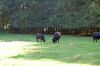 Tierpark-Neumuenster-in-Schleswig-Holstein-2013-130824-DSC_0558.jpg