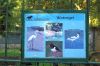 Tierpark-Neumuenster-in-Schleswig-Holstein-2013-130824-DSC_0621.jpg
