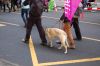 Wir-haben-Agrarindustrie-satt-Demo-Berlin-2016-160116-DSC_0412.jpg