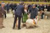 Gruene-Woche-in-Berlin-Rundgang-2016-160123-DSC_0107.jpg